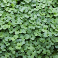 Arugula