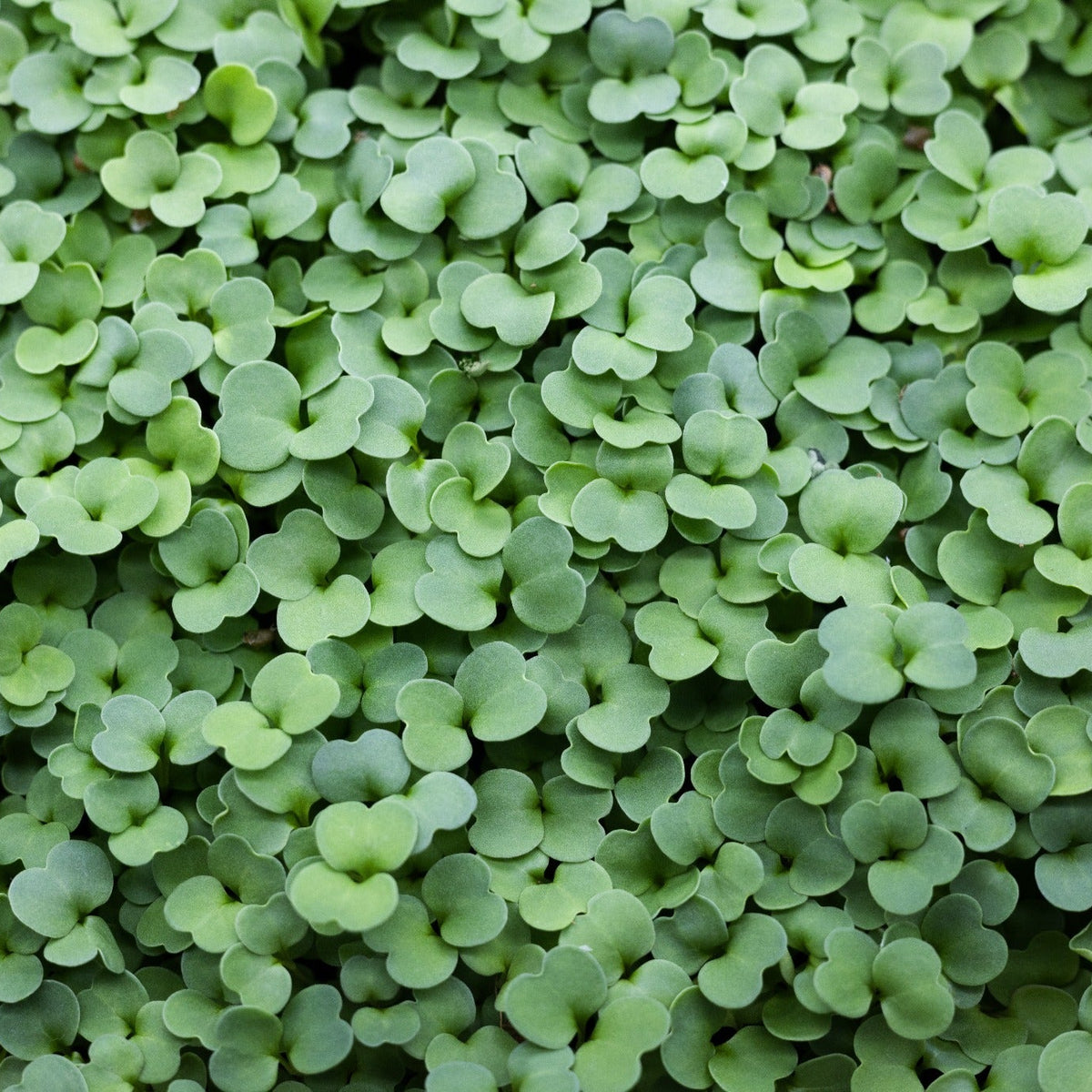 Arugula