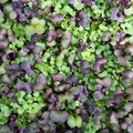 Garden Mix