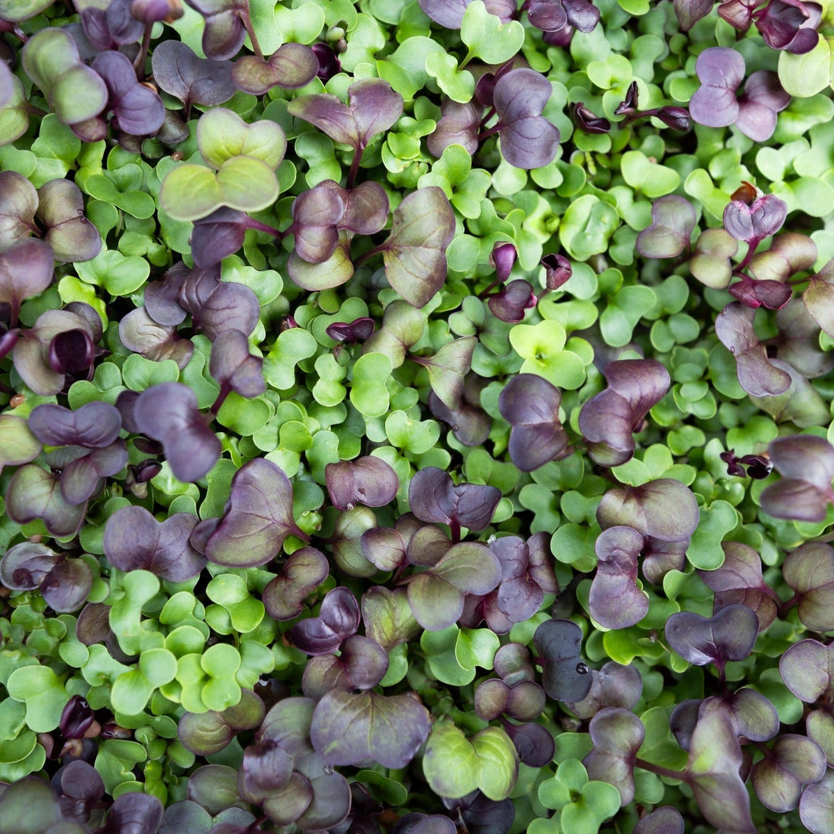 Garden Mix